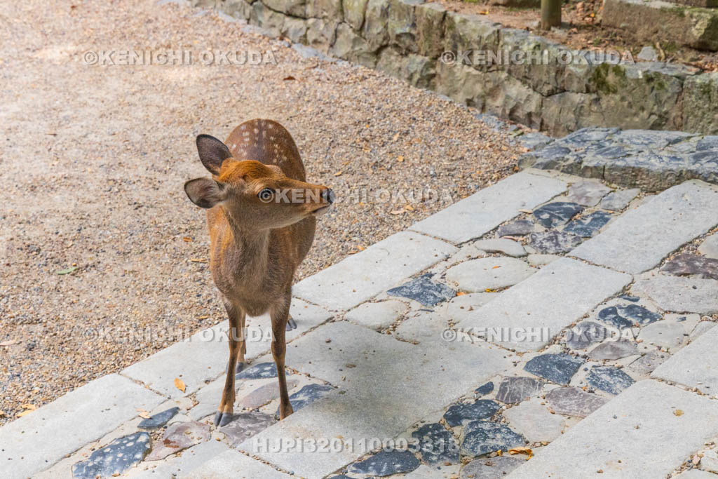 奈良県　春日大社　参道の鹿