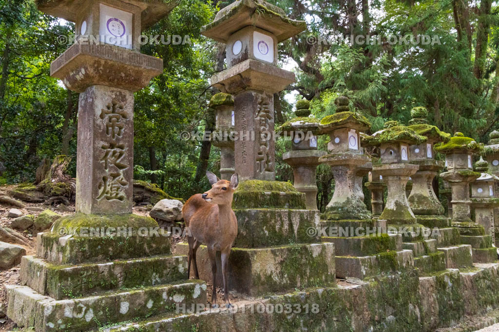 奈良県　春日大社　参道の鹿