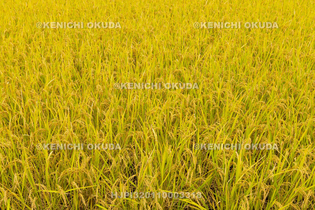 奈良県　西ノ京　稲穂