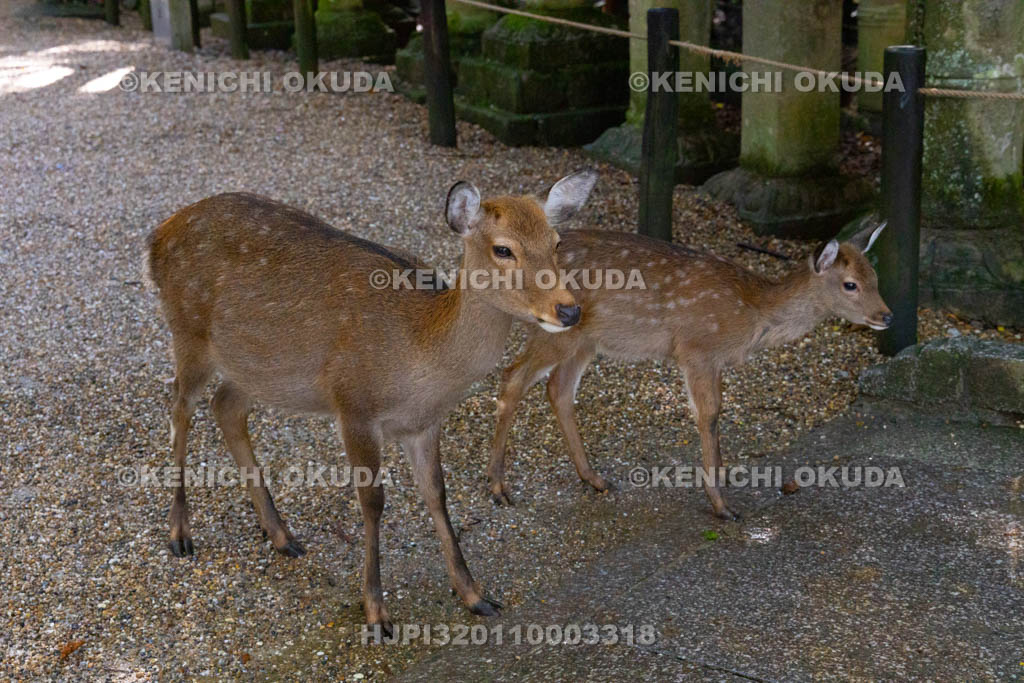 奈良県　春日大社　参道の鹿