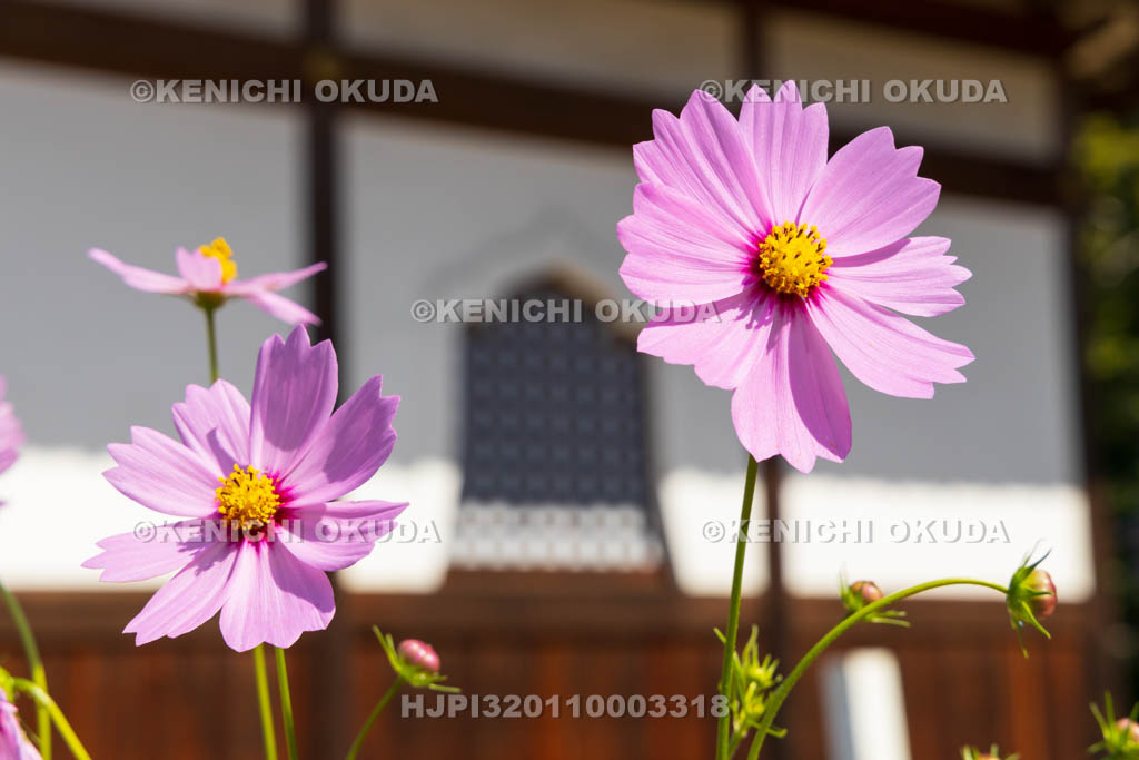 奈良県　安倍文殊院　不動堂とコスモス