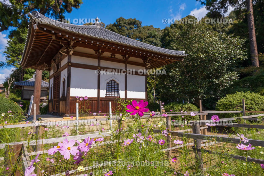 奈良県　安倍文殊院　不動堂とコスモス迷路