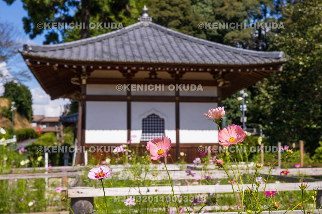 奈良県　安倍文殊院　不動堂とコスモス迷路