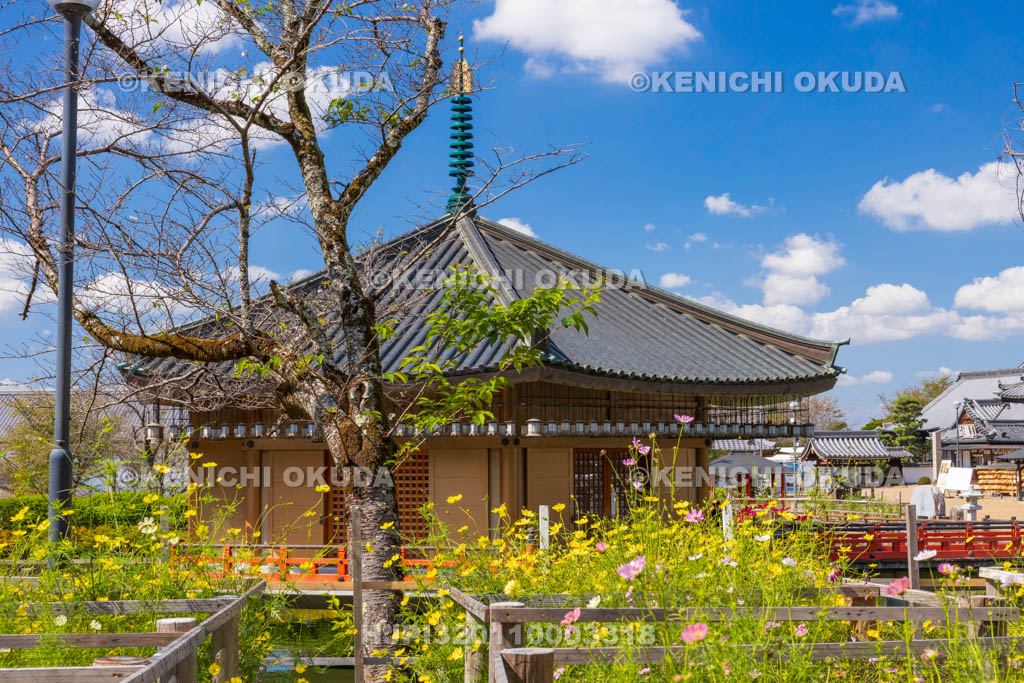 奈良県　安倍文殊院　金閣浮御堂（仲麻呂堂）とコスモス迷路