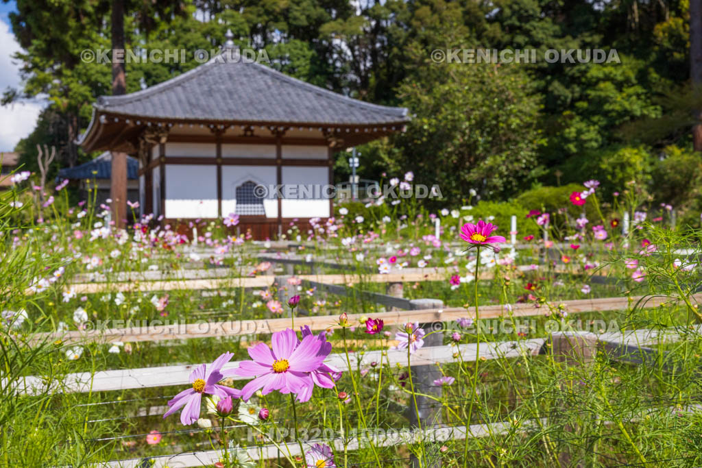 奈良県　安倍文殊院　不動堂とコスモス迷路