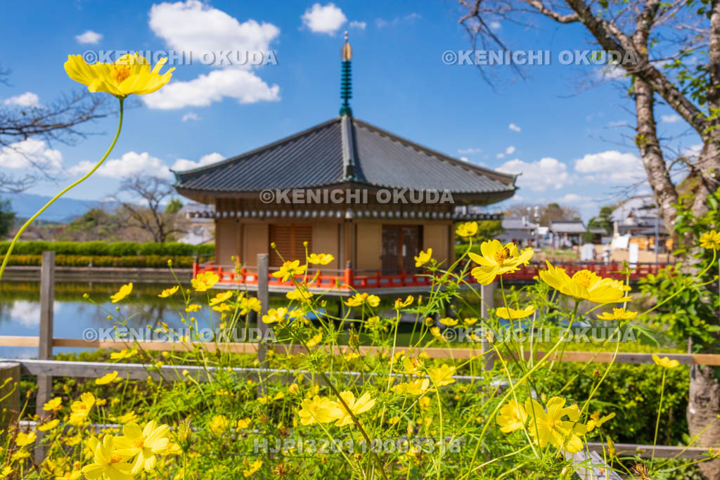 奈良県　安倍文殊院　金閣浮御堂（仲麻呂堂）とコスモス迷路