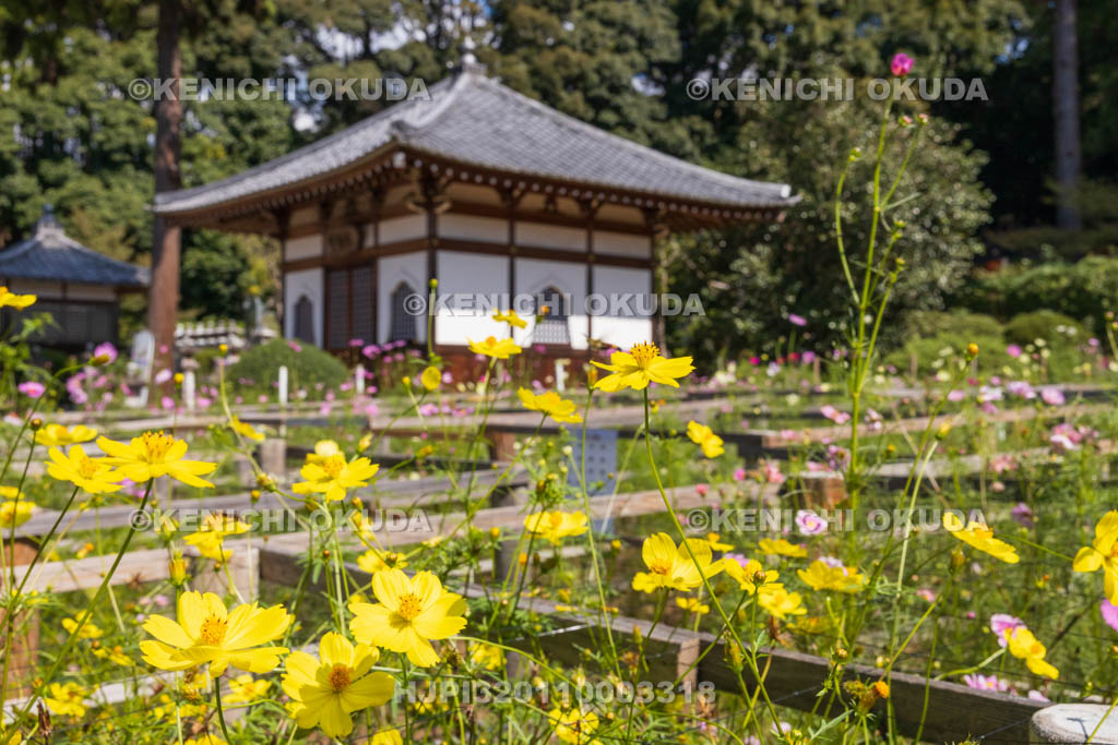 奈良県　安倍文殊院　不動堂とコスモス迷路