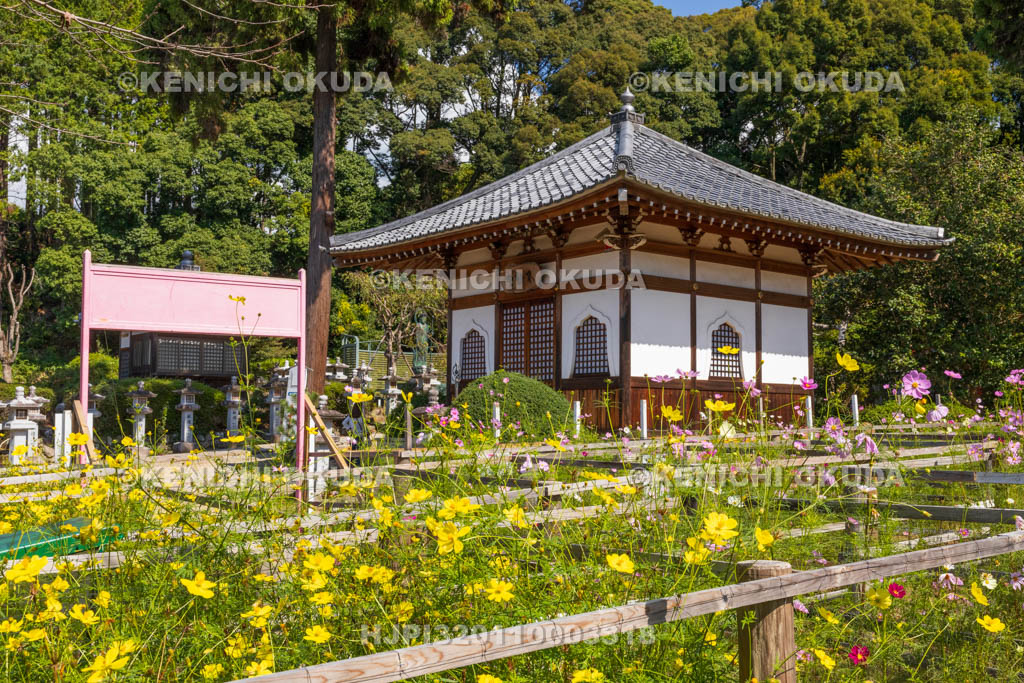 奈良県　安倍文殊院　不動堂とコスモス迷路