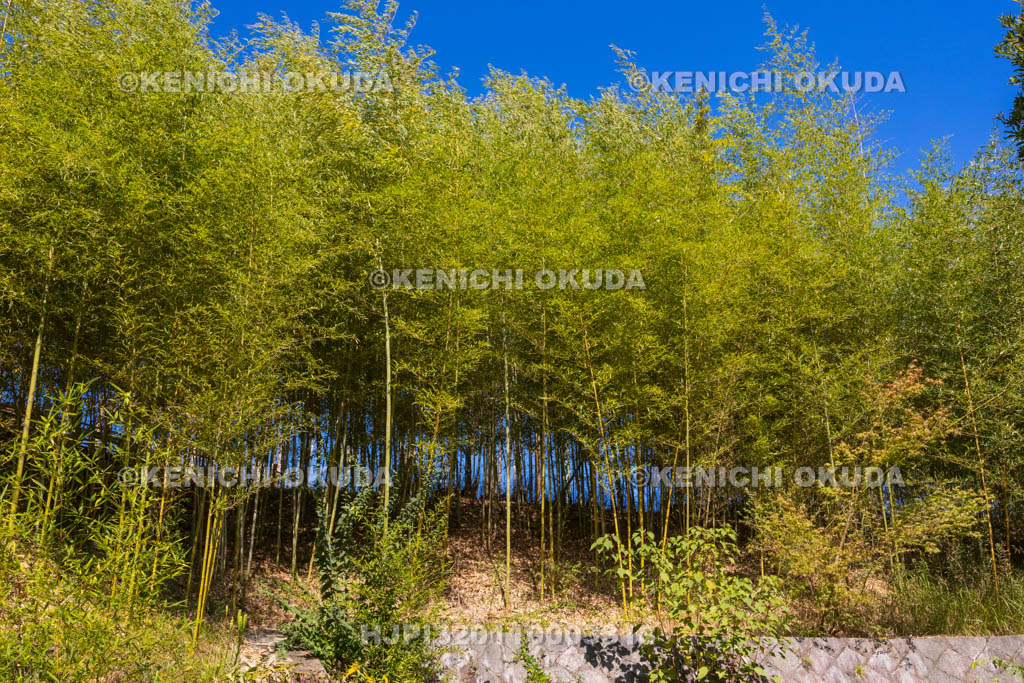 奈良県　高山竹林園
