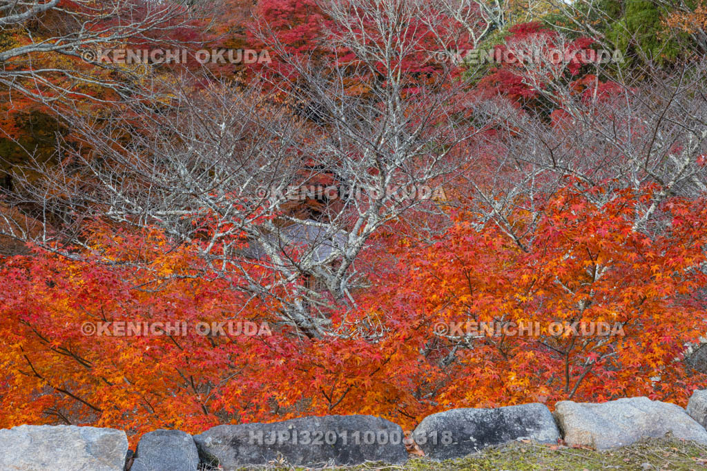 奈良県　紅葉の高取城跡　二の丸跡