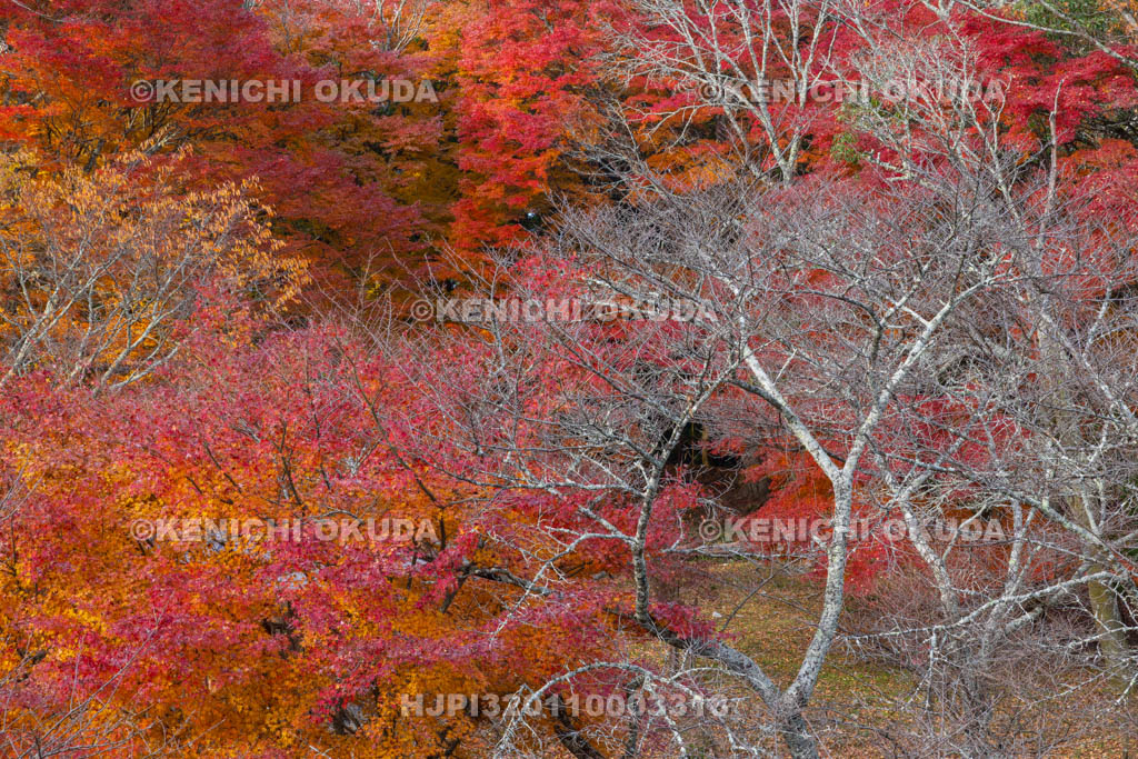 奈良県　紅葉の高取城跡　二の丸跡