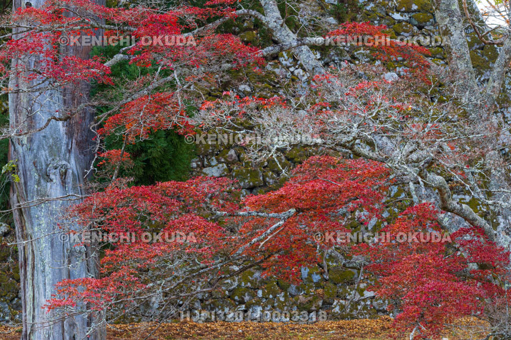 奈良県　紅葉の高取城跡　天守台