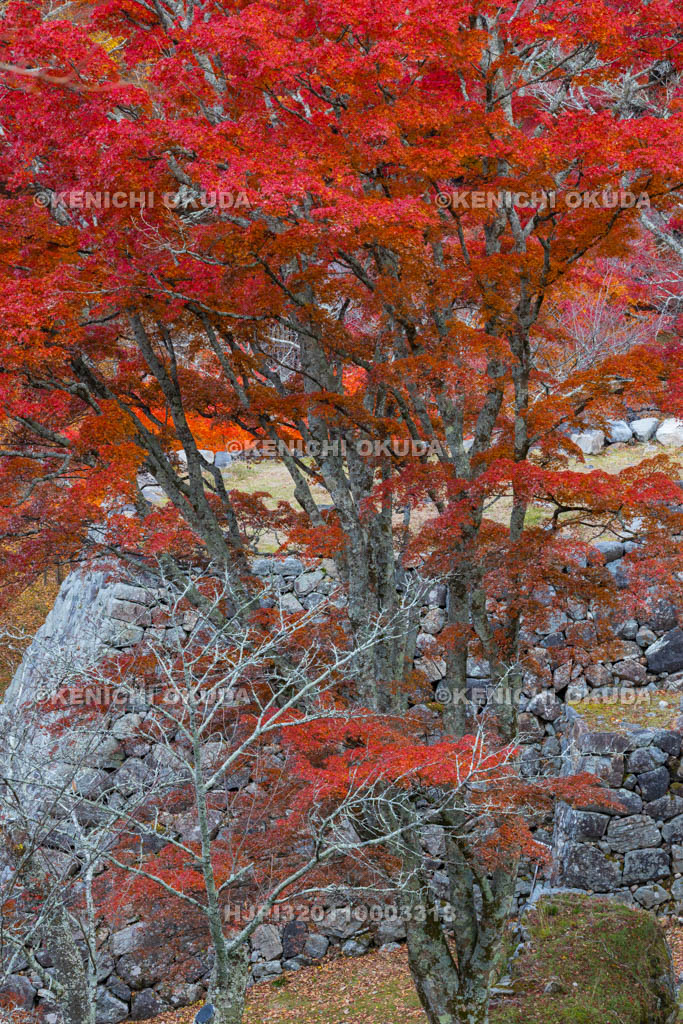 奈良県　紅葉の高取城跡　新櫓跡