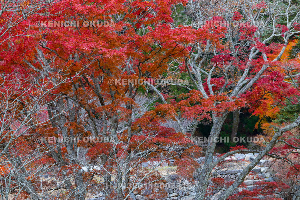 奈良県　紅葉の高取城跡　太鼓櫓跡・新櫓跡