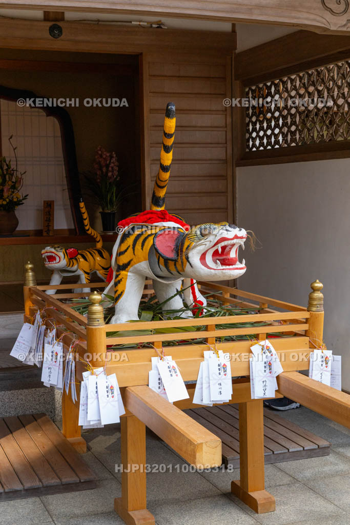 奈良県　信貴山寅まつり　寅みこし