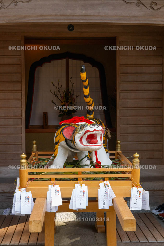 奈良県　信貴山寅まつり　寅みこし