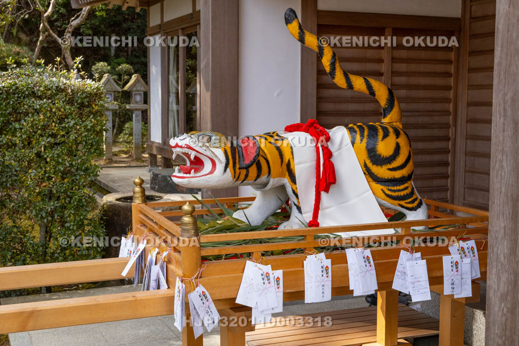 奈良県　信貴山寅まつり　寅みこし