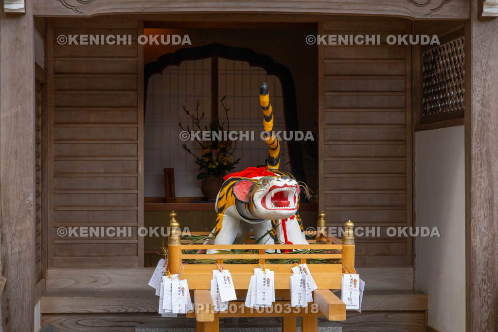 奈良県　信貴山寅まつり　寅みこし