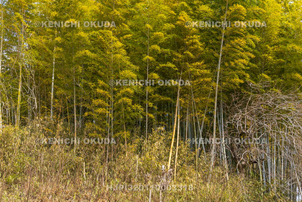 奈良県　竹内街道　鍋塚古墳（葛城市）