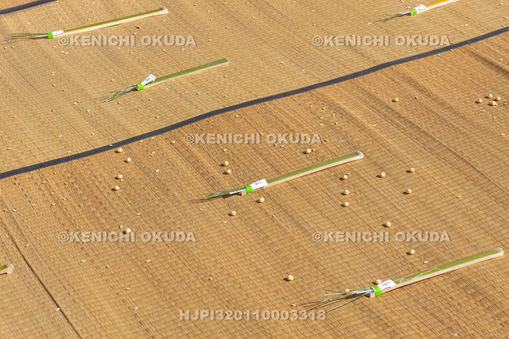 奈良県　甲斐神社　おんだ祭　斎田