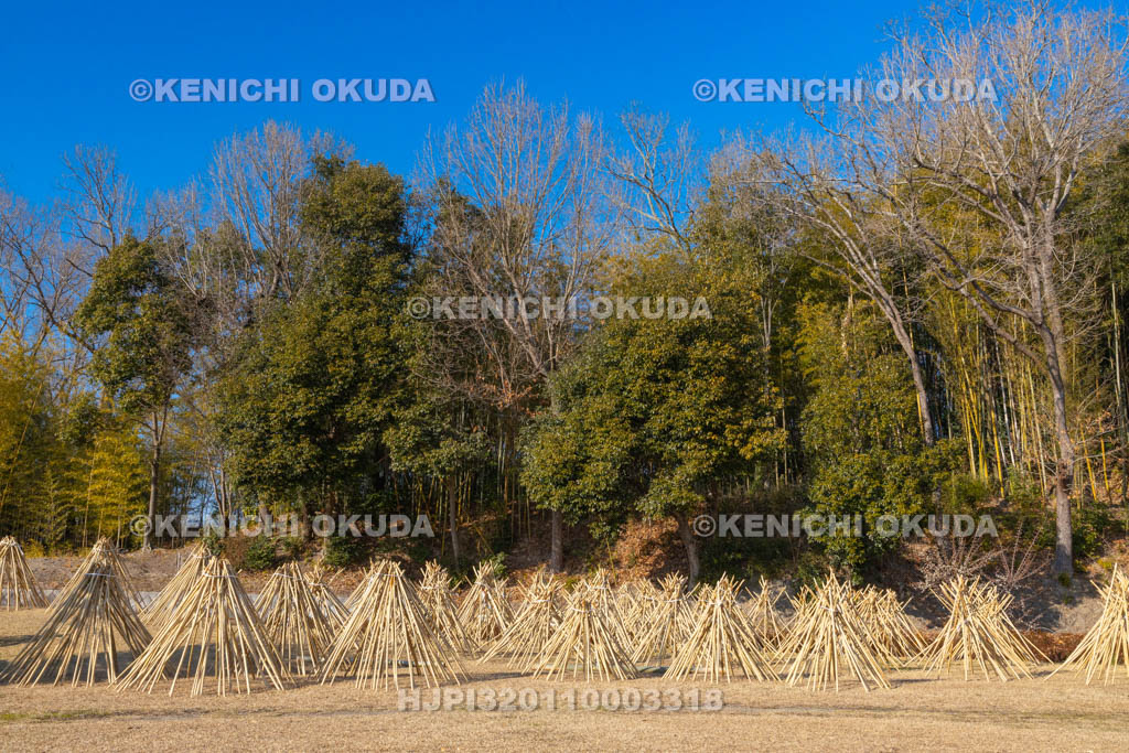 奈良県　高山竹林園　竹の寒干し