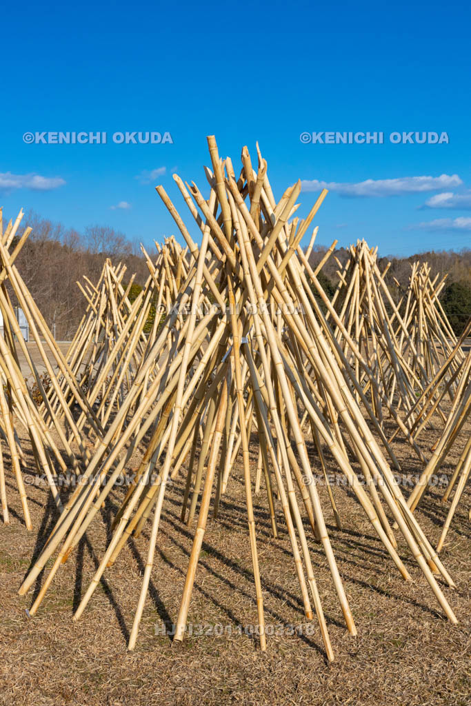 奈良県　高山竹林園　竹の寒干し