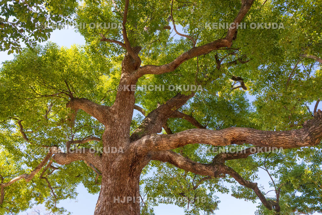 大阪府　久宝寺寺内町　許麻神社　くすのき