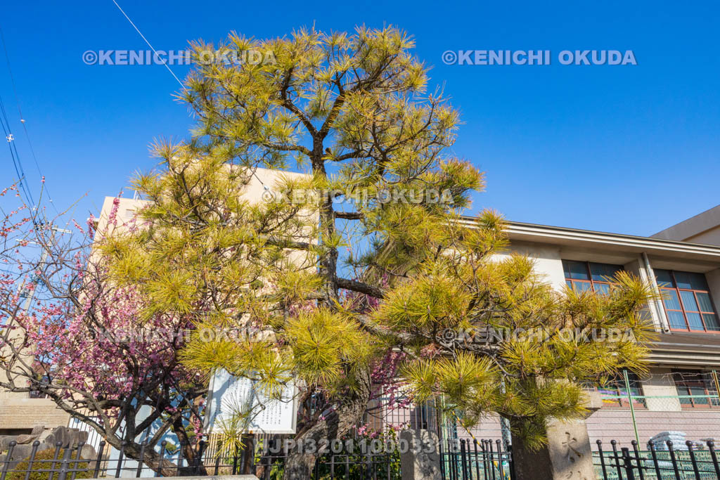 大阪府　久宝寺寺内町　長宗我部物見の松址
