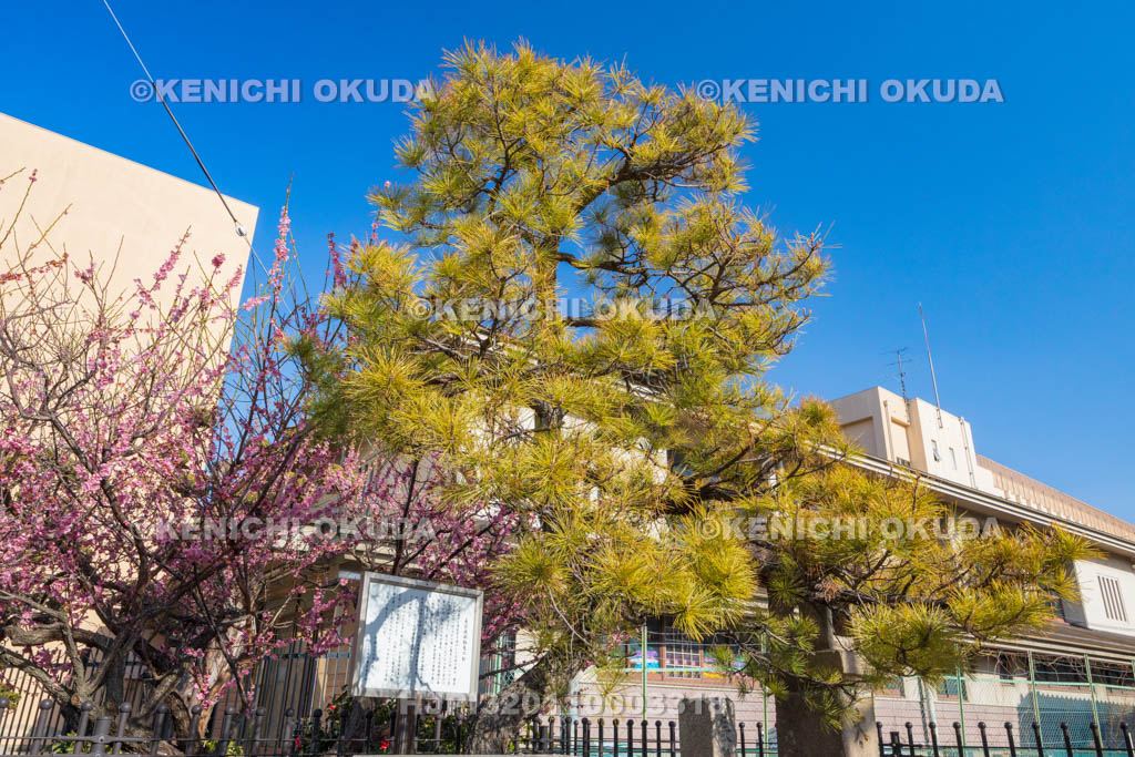 大阪府　久宝寺寺内町　長宗我部物見の松址