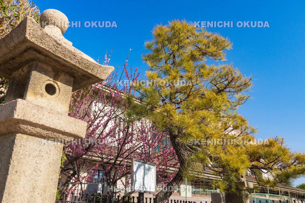 大阪府　久宝寺寺内町　長宗我部物見の松址