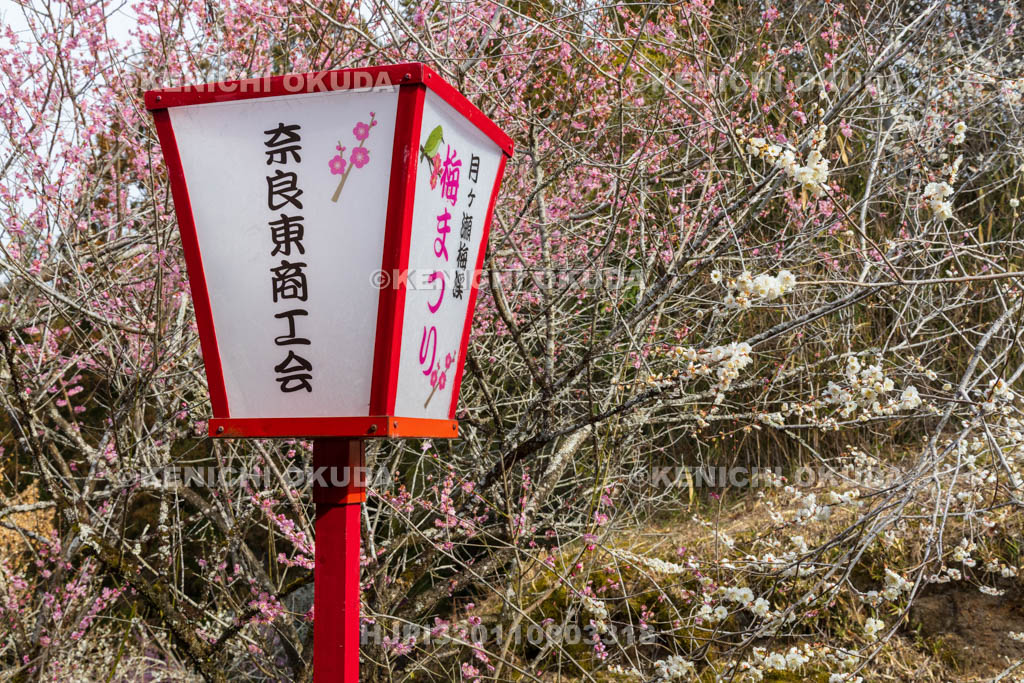 奈良県　月ヶ瀬梅渓　梅と行灯