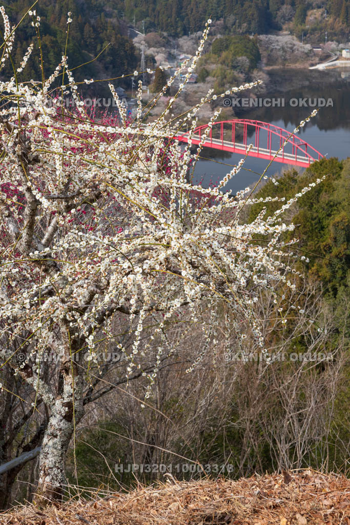 奈良県　月ヶ瀬梅渓　梅と月ヶ瀬橋