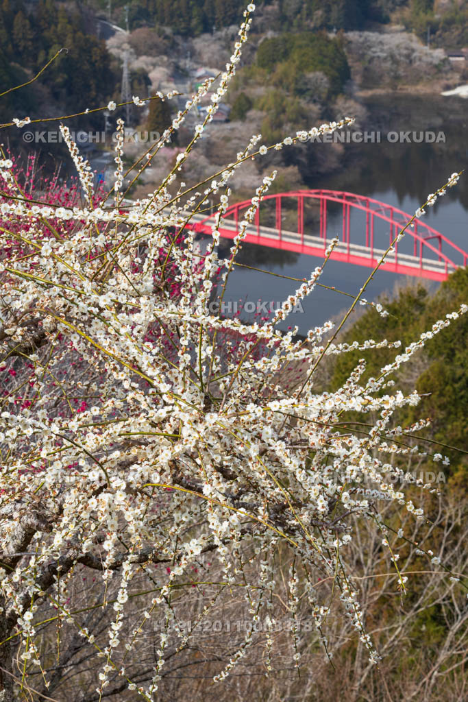 奈良県　月ヶ瀬梅渓　梅と月ヶ瀬橋