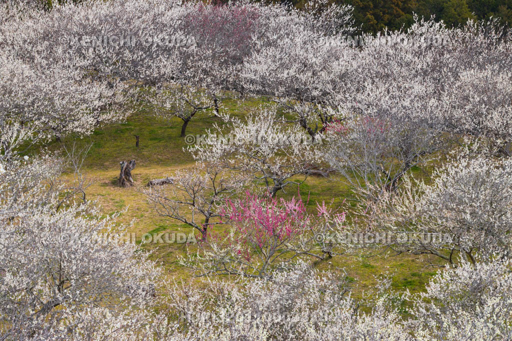 奈良県　月ヶ瀬梅渓　天神梅林