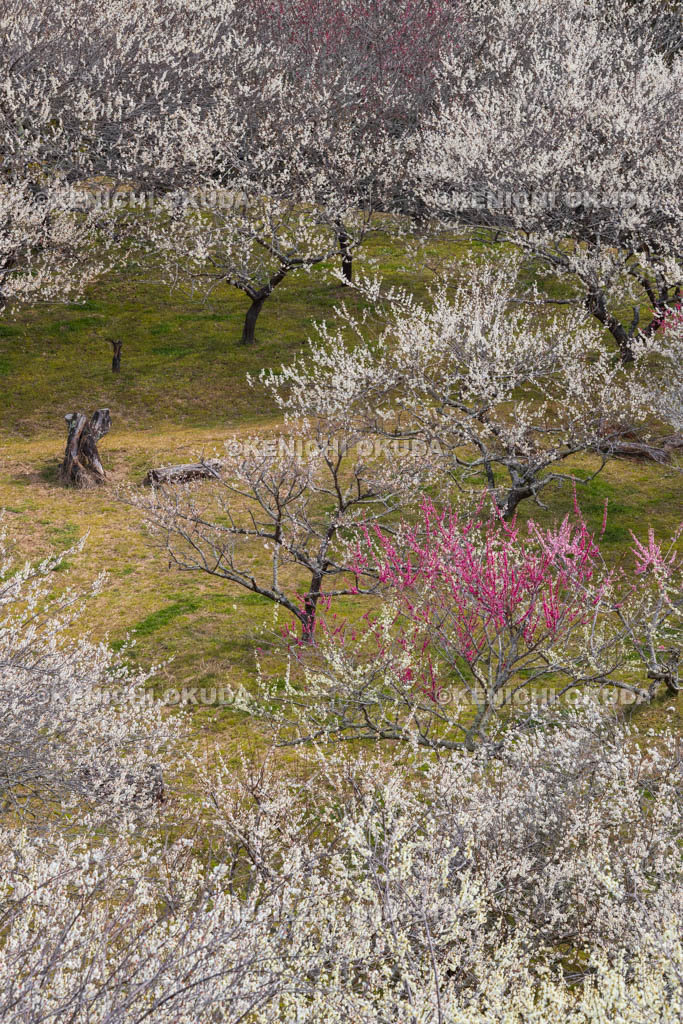 奈良県　月ヶ瀬梅渓　天神梅林