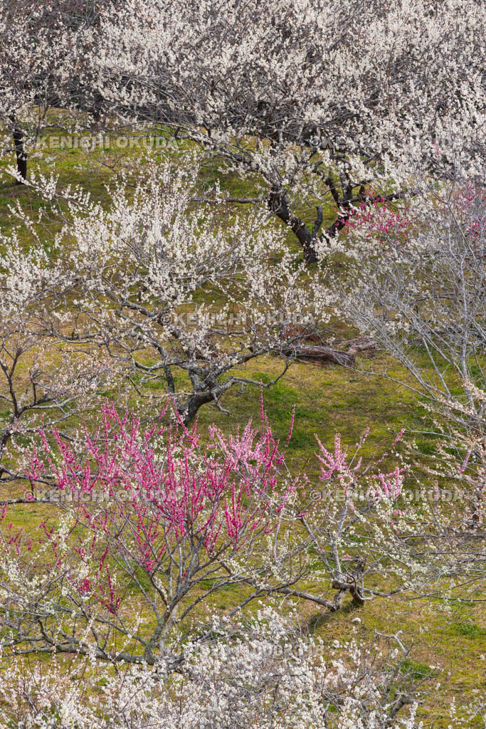 奈良県　月ヶ瀬梅渓　天神梅林