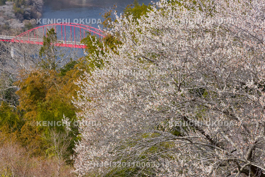 奈良県　月ヶ瀬梅渓　梅と月ヶ瀬橋