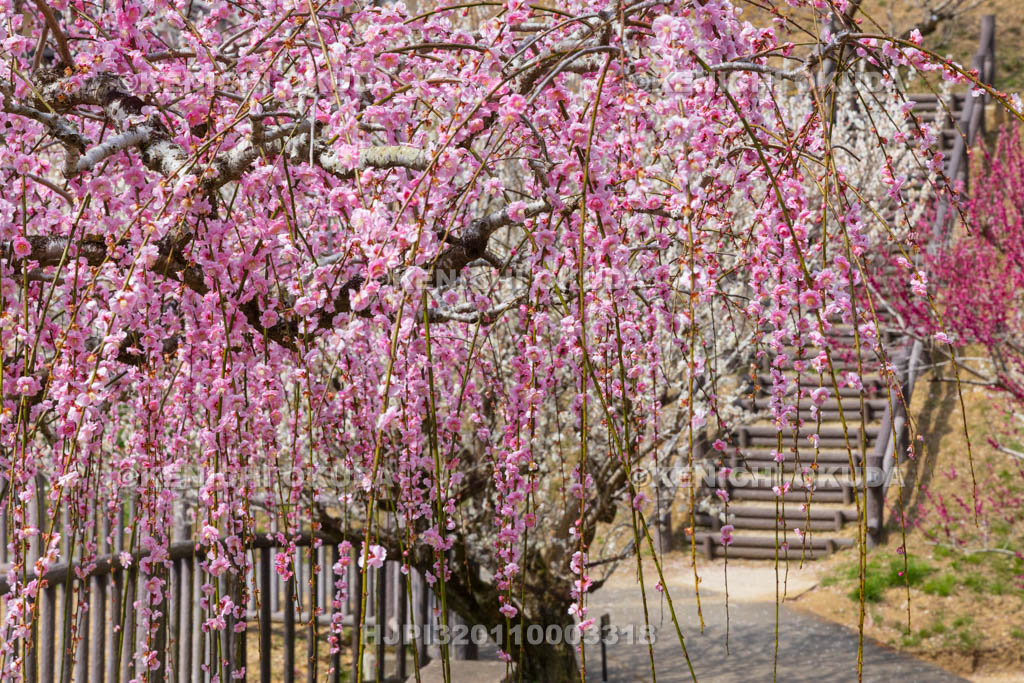 奈良県　月ヶ瀬梅渓　梅林公園　品種園の梅