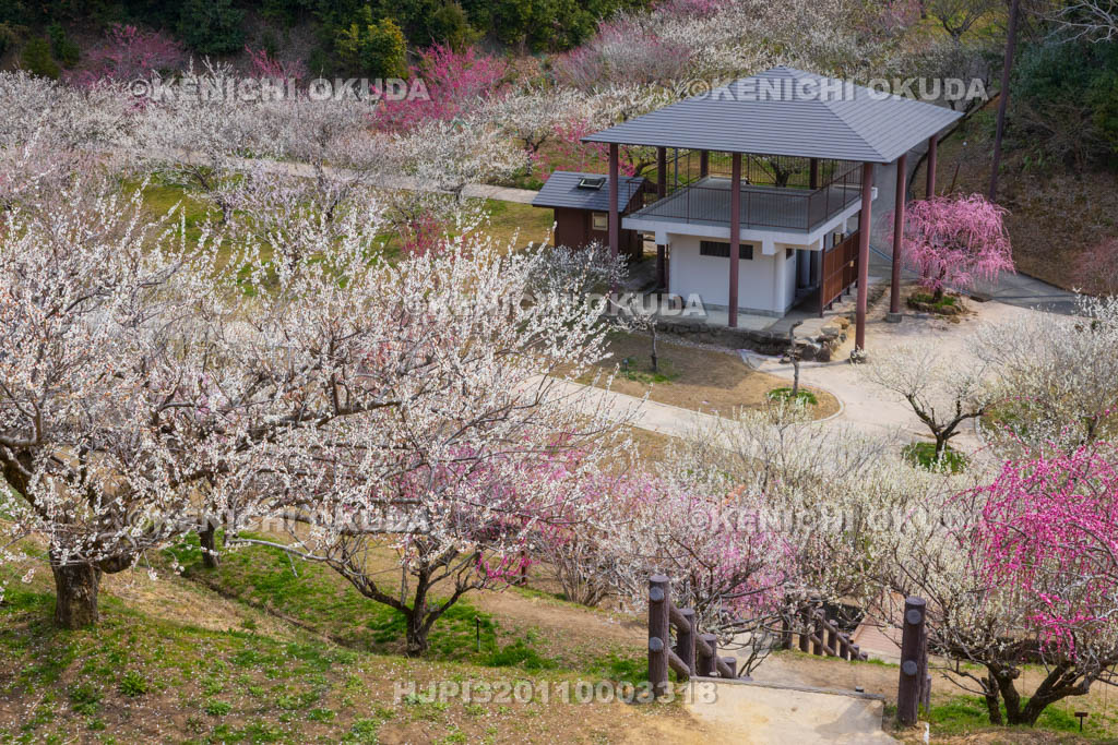 奈良県　月ヶ瀬梅渓　梅林公園