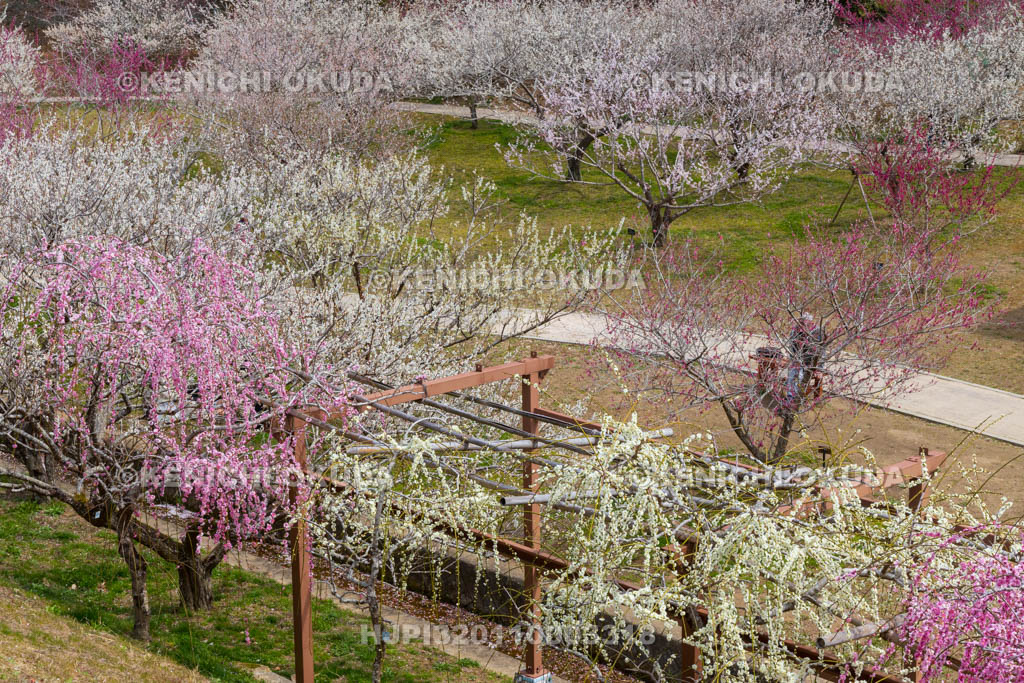 奈良県　月ヶ瀬梅渓　梅林公園
