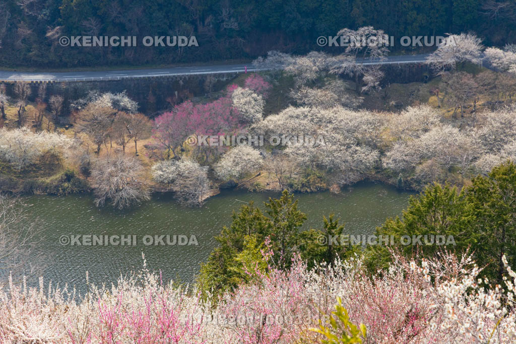 奈良県　月ヶ瀬梅渓　帆浦梅林と月ヶ瀬湖（名張川）