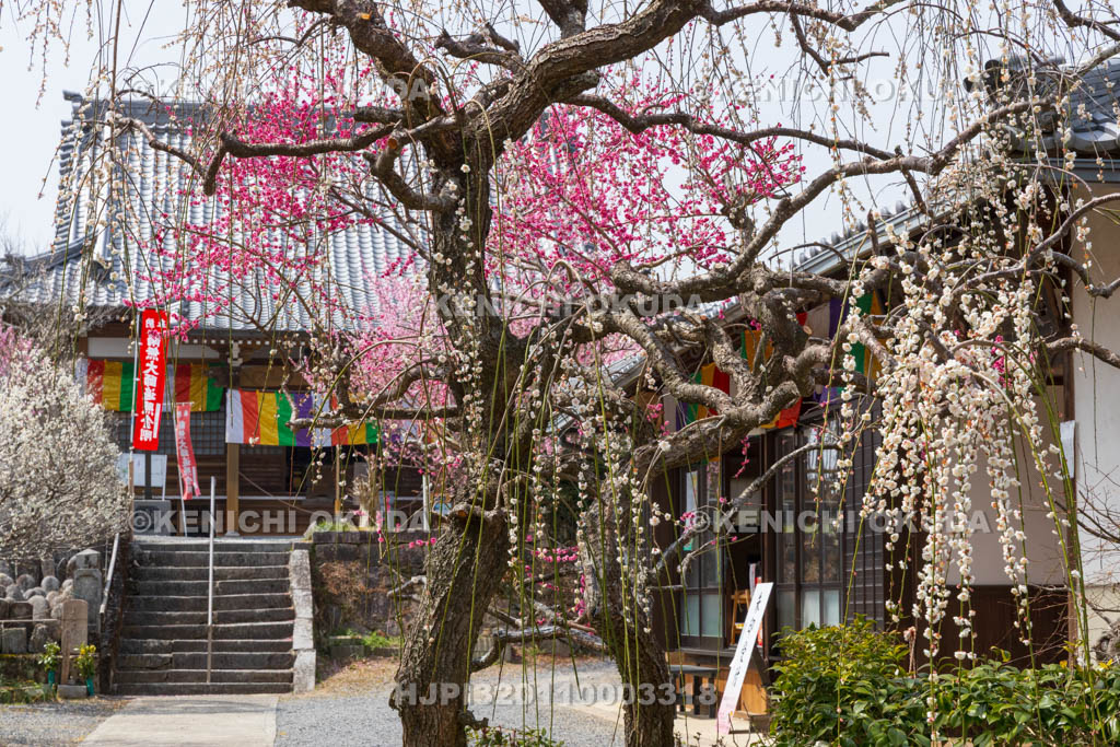 奈良県　月ヶ瀬梅渓　真福寺　梅と本堂