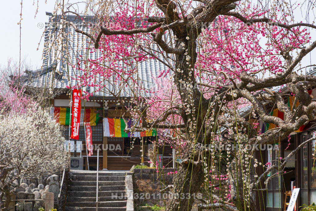 奈良県　月ヶ瀬梅渓　真福寺　梅と本堂