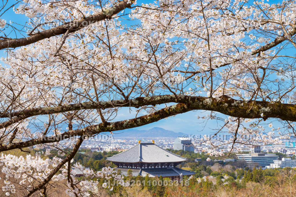奈良県　桜と東大寺大仏殿