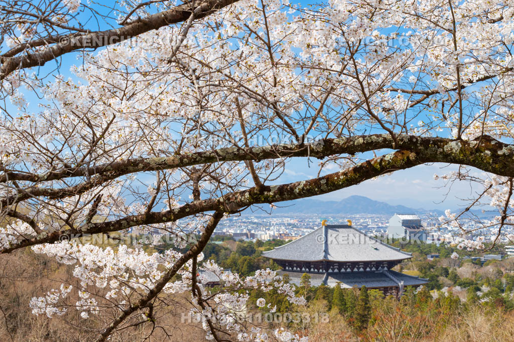 奈良県　桜と東大寺大仏殿