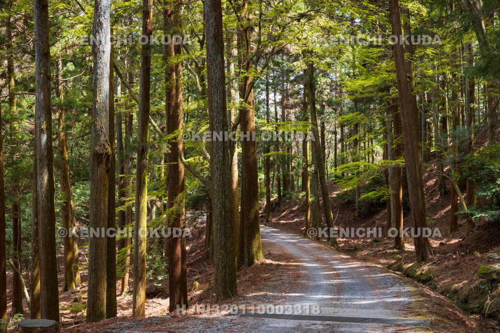 奈良県　春日山原始林