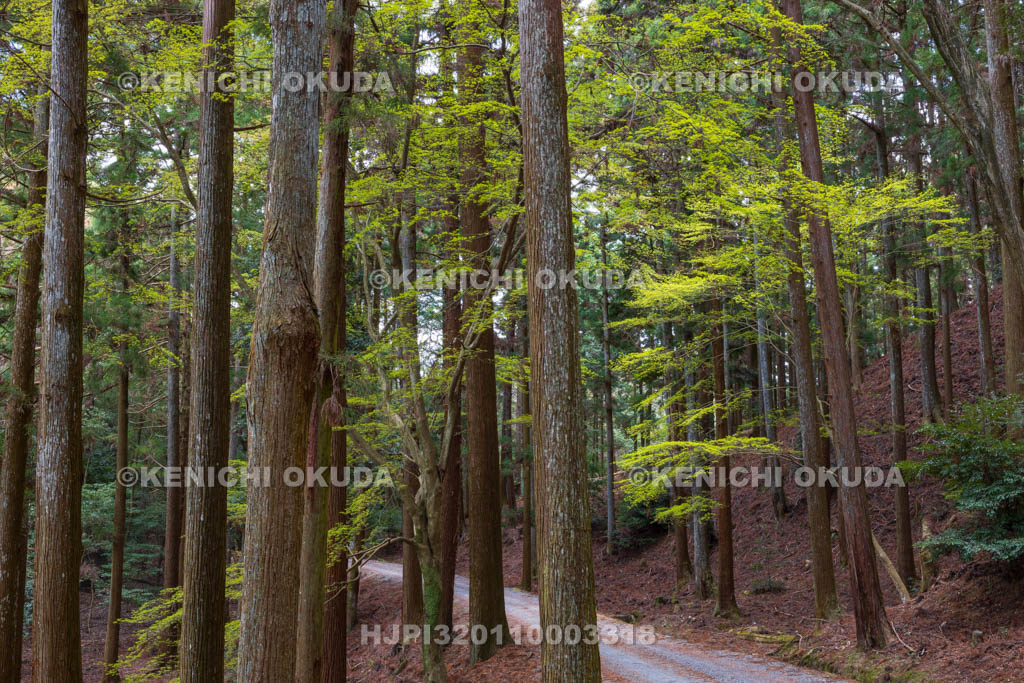奈良県　春日山原始林