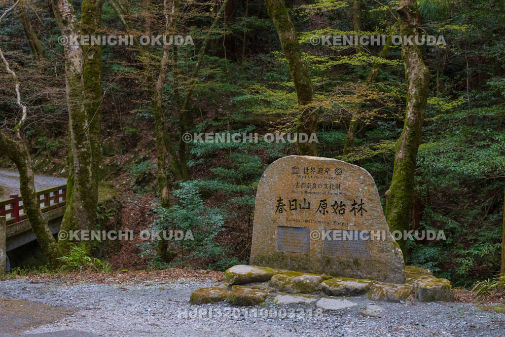 奈良県　春日山原始林　世界遺産の碑