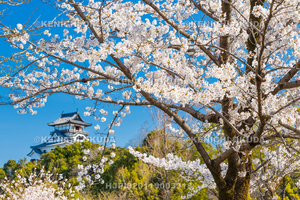 愛知県　犬山城　桜と天守