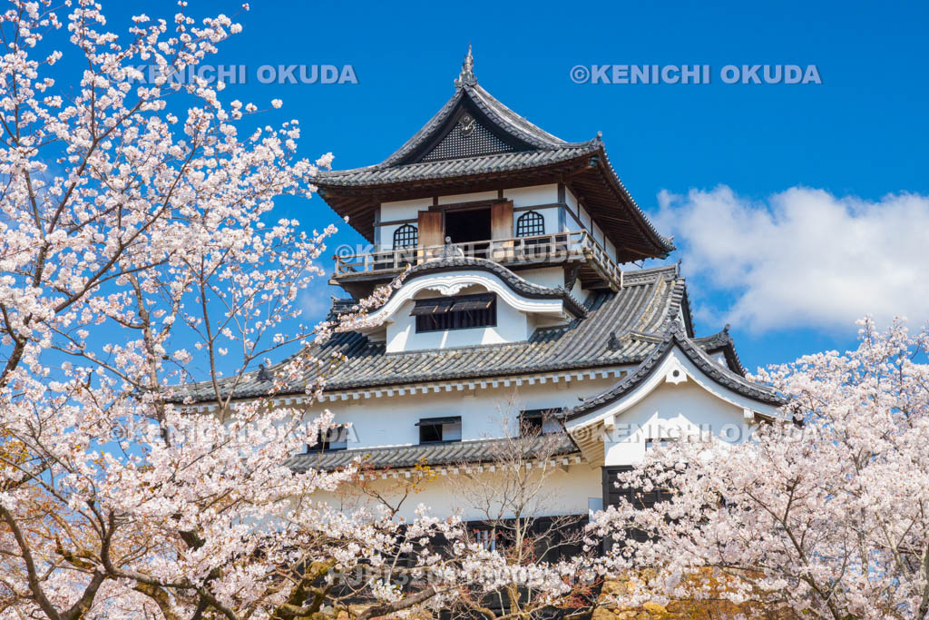 愛知県　犬山城　桜と天守